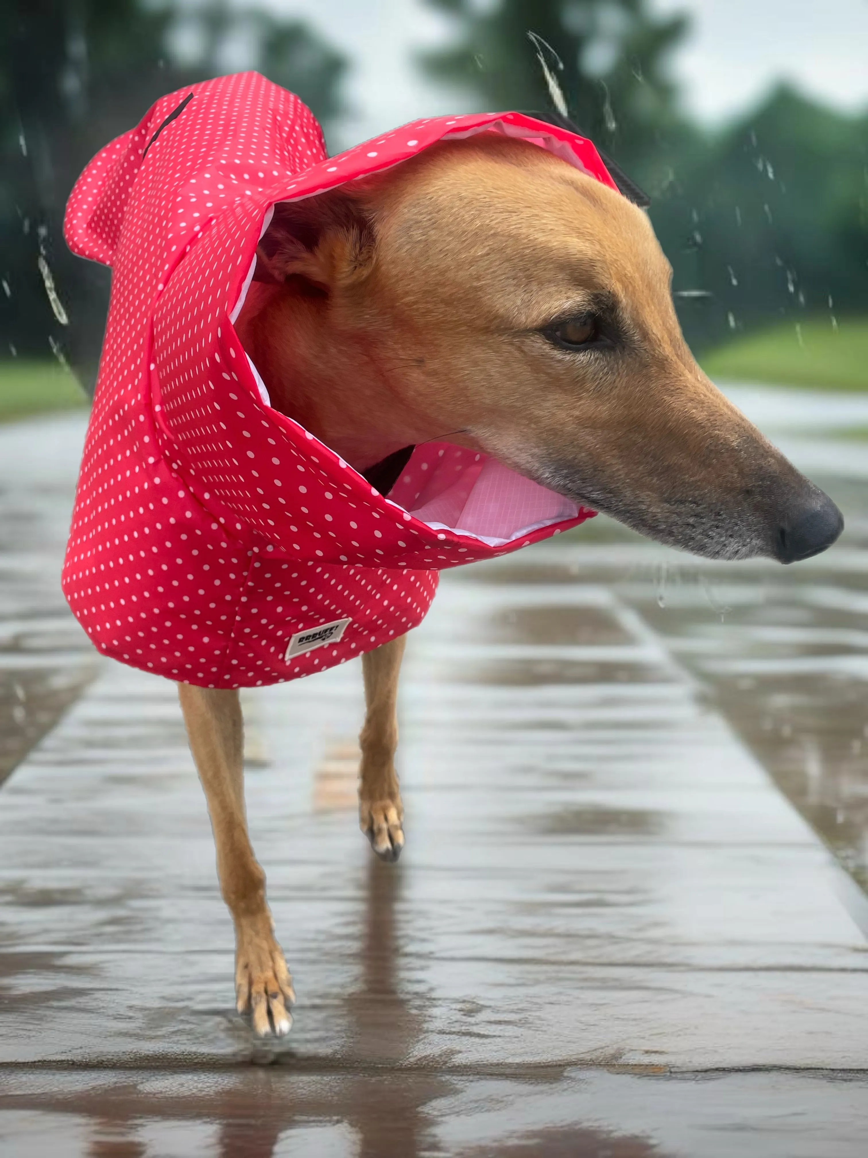 Summer rainwear vibrant red Greyhound deluxe style, spring showers, ultra lightweight