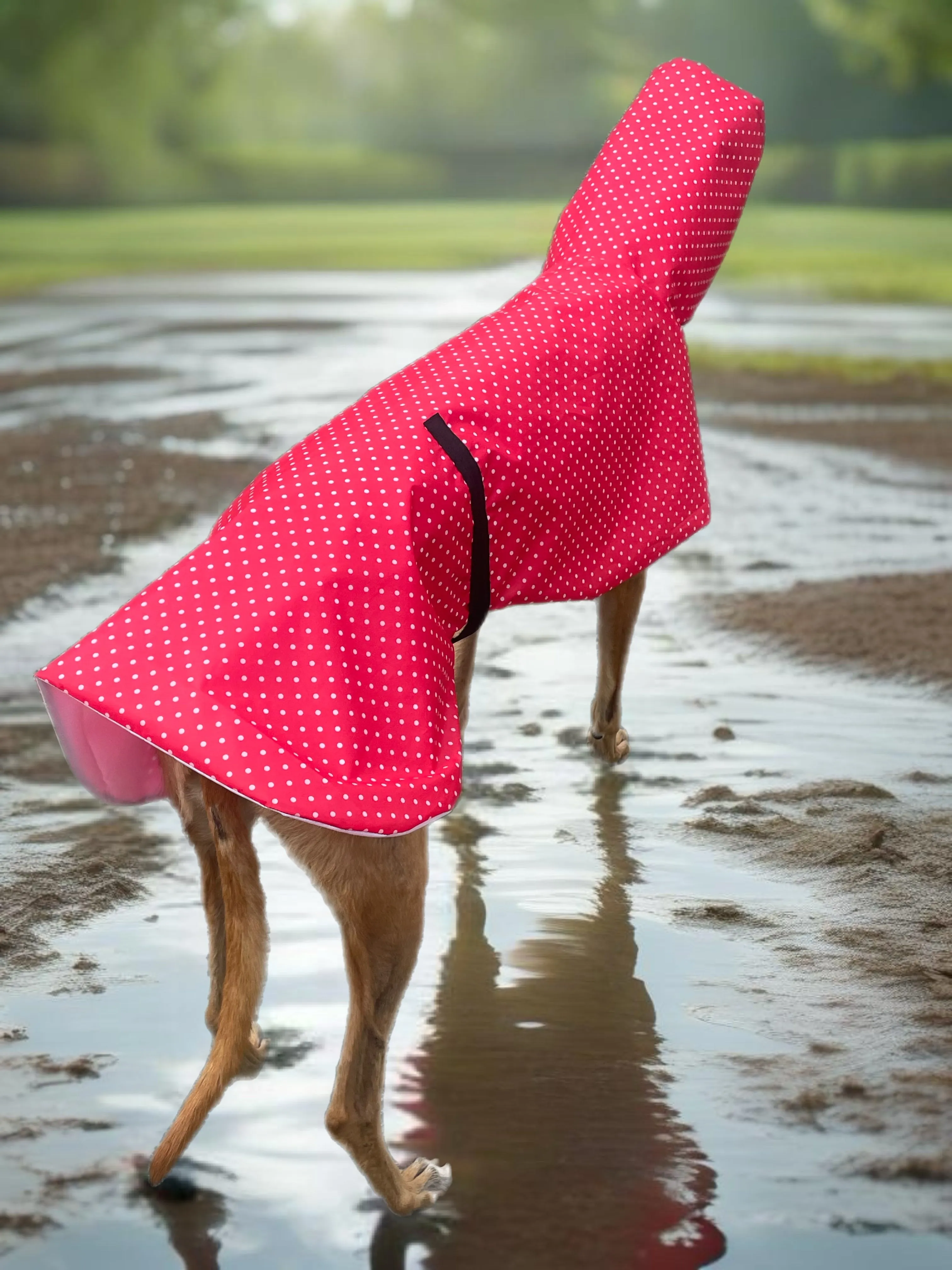 Summer rainwear vibrant red Greyhound deluxe style, spring showers, ultra lightweight